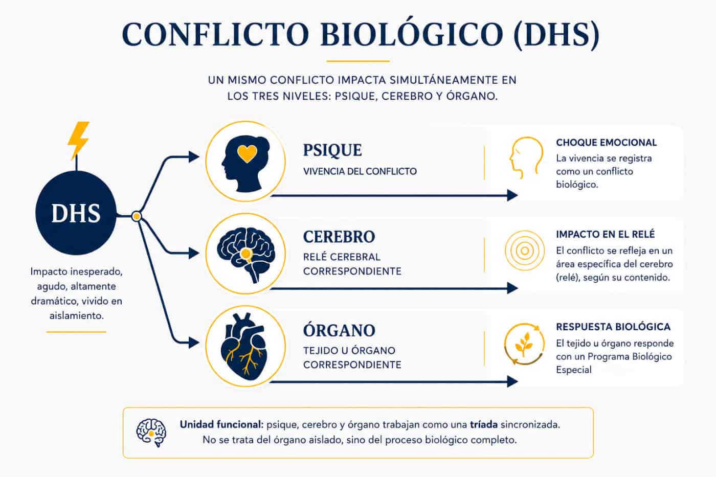 Conflicto biológico DHS y Primera Ley Biológica Infografía sobre el conflicto biológico DHS con tres niveles sincronizados: psique, cerebro y órgano.