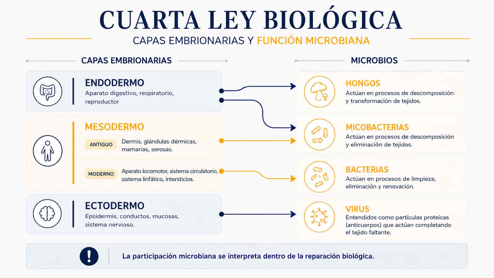 Capas embrionarias y microbios en la cuarta ley biológica Infografía de la cuarta ley biológica que relaciona endodermo, mesodermo y ectodermo con hongos, micobacterias, bacterias y virus según la Nueva Medicina Germánica.