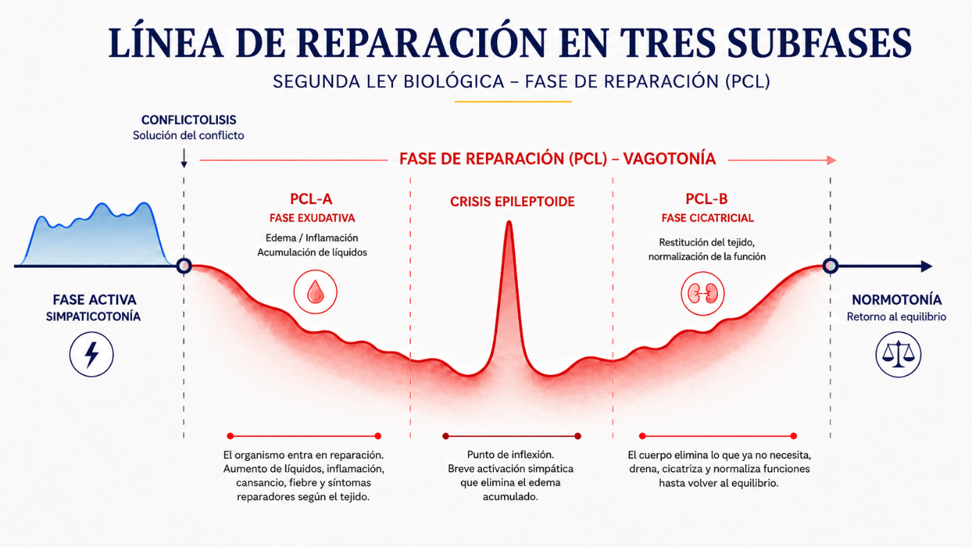 Fase de reparación en la NMG Infografía de la fase de reparación en la Segunda Ley Biológica, con PCL-A, crisis epileptoide, PCL-B y retorno a la normotonía.