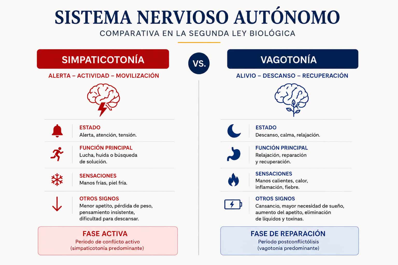 Simpaticotonía vs vagotonía en la NMG Infografía comparativa del sistema nervioso autónomo con simpaticotonía en fase activa y vagotonía en fase de reparación.