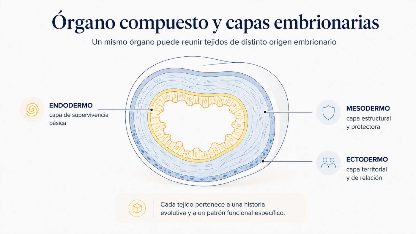 Órgano compuesto y capas embrionarias Infografía de un órgano compuesto con capas de endodermo, mesodermo y ectodermo, mostrando que un mismo órgano puede reunir tejidos de distinto origen embrionario.