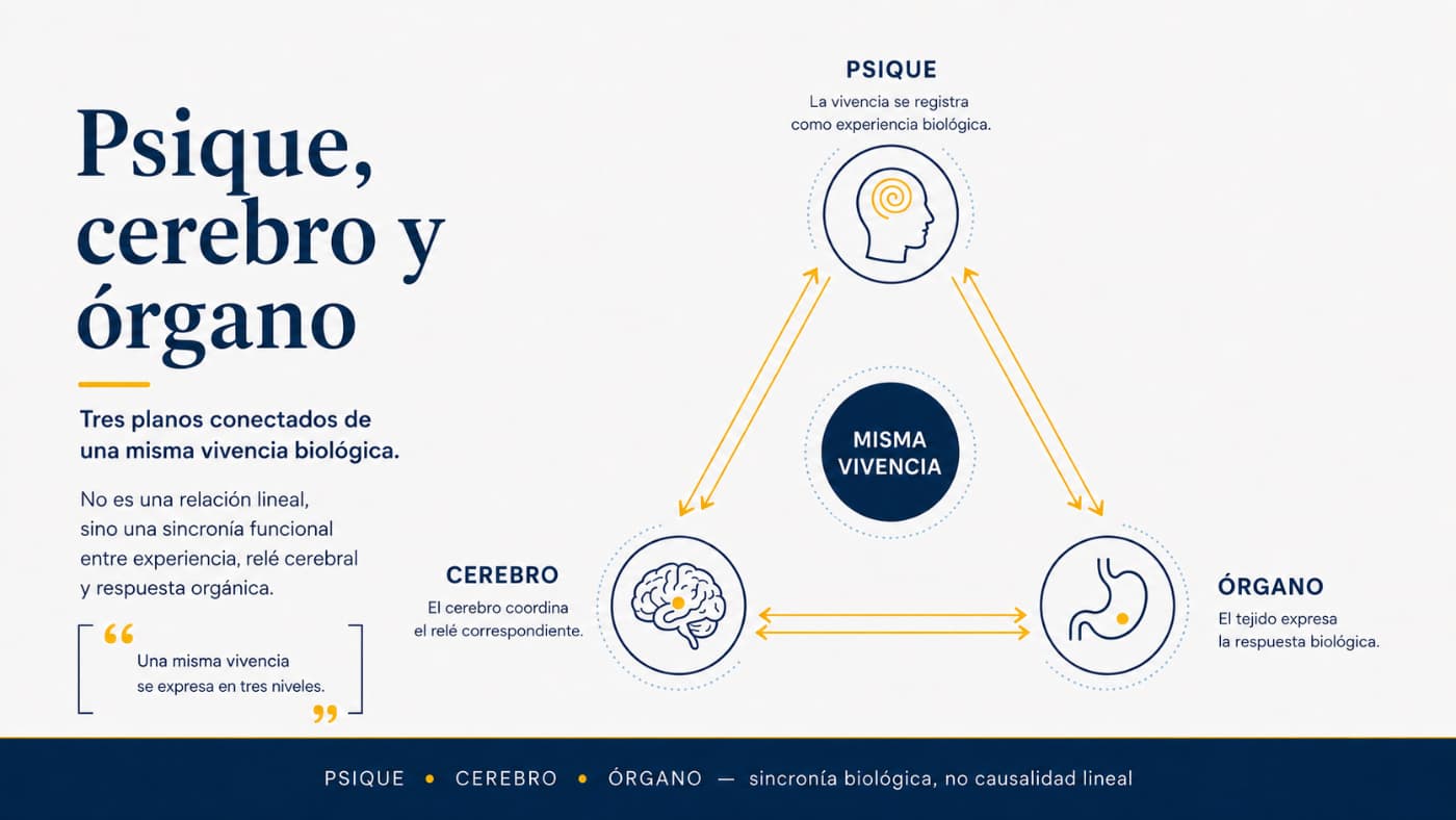 Infografía sobre psique, cerebro y órgano como tres planos conectados de una misma vivencia biológica en la Primera Ley Biológica de Hamer.