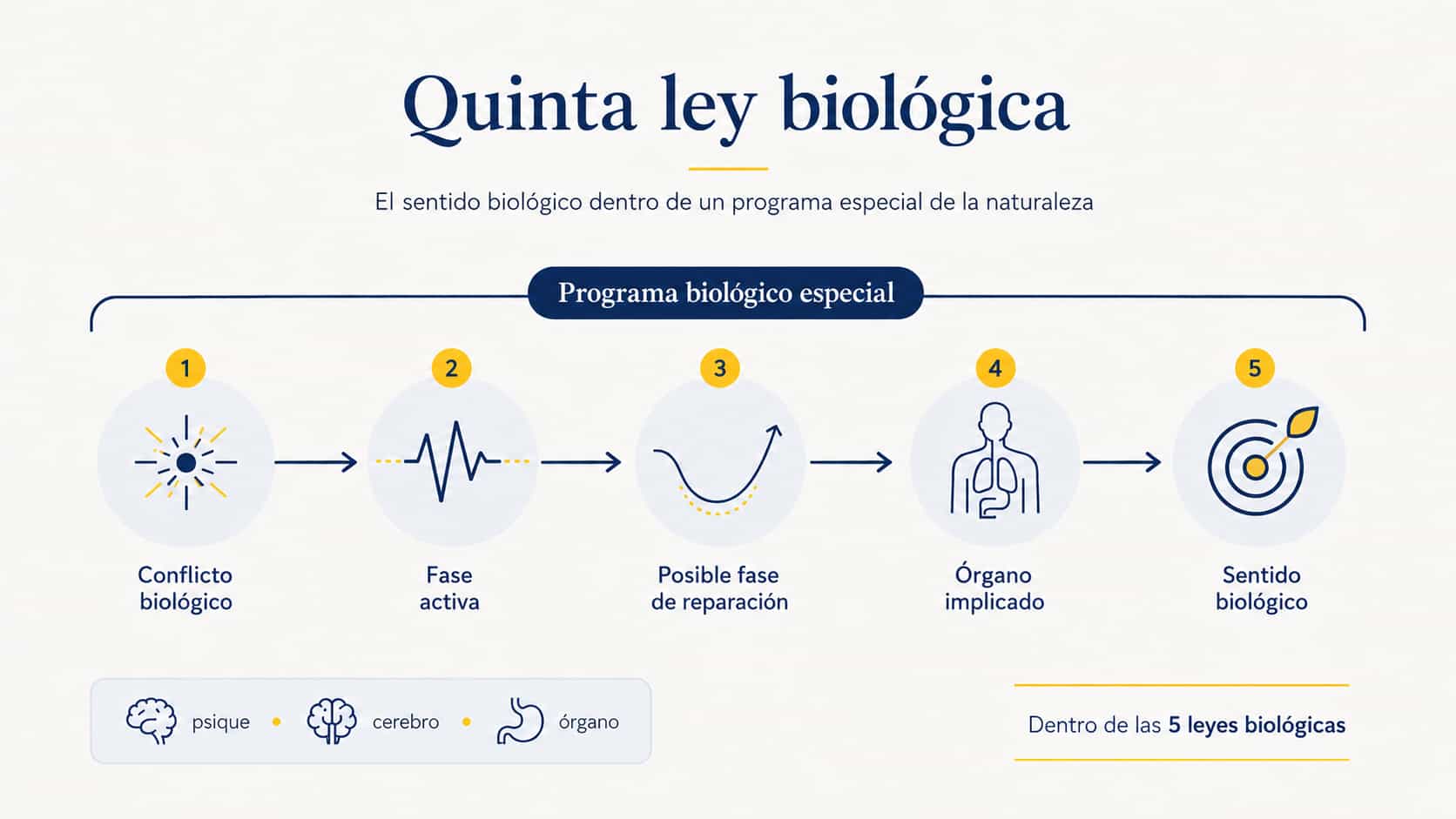 Quinta Ley Biológica: programa biológico especial Infografía de la Quinta Ley Biológica con cinco etapas: conflicto biológico, fase activa, posible reparación, órgano implicado y sentido biológico