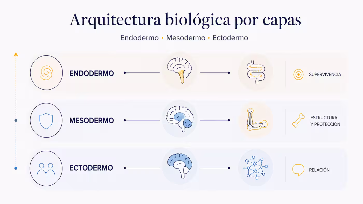 arquitectura-biologica-capas-embrionarias-nueva-medicina-germanica Infografía sobre arquitectura biológica por capas en la Nueva Medicina Germánica, con endodermo, mesodermo y ectodermo vinculados a cerebro, tejidos y funciones.