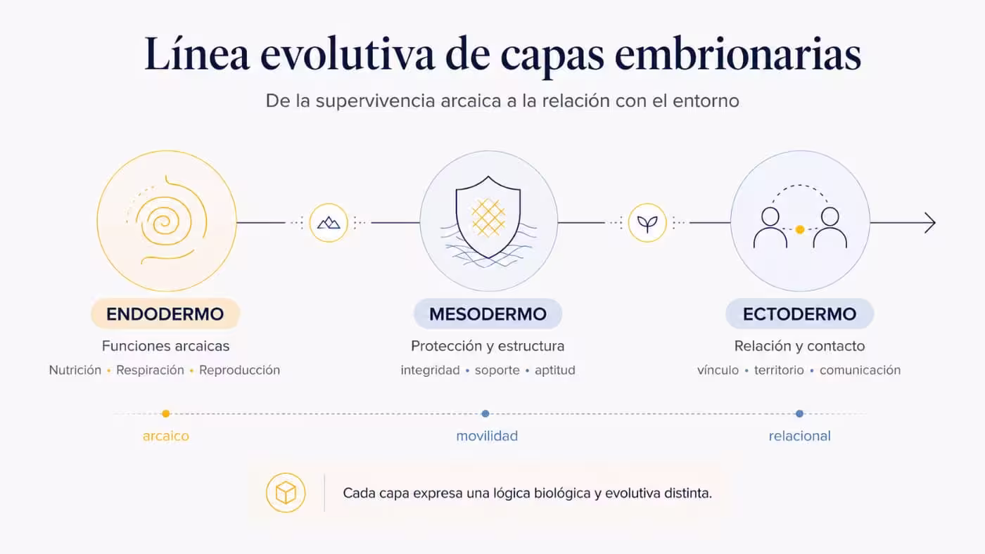 linea-evolutiva-capas-embrionarias-nueva-medicina-germanica Infografía de una línea evolutiva de capas embrionarias con endodermo, mesodermo y ectodermo, asociadas a funciones arcaicas, protección, estructura y relación.