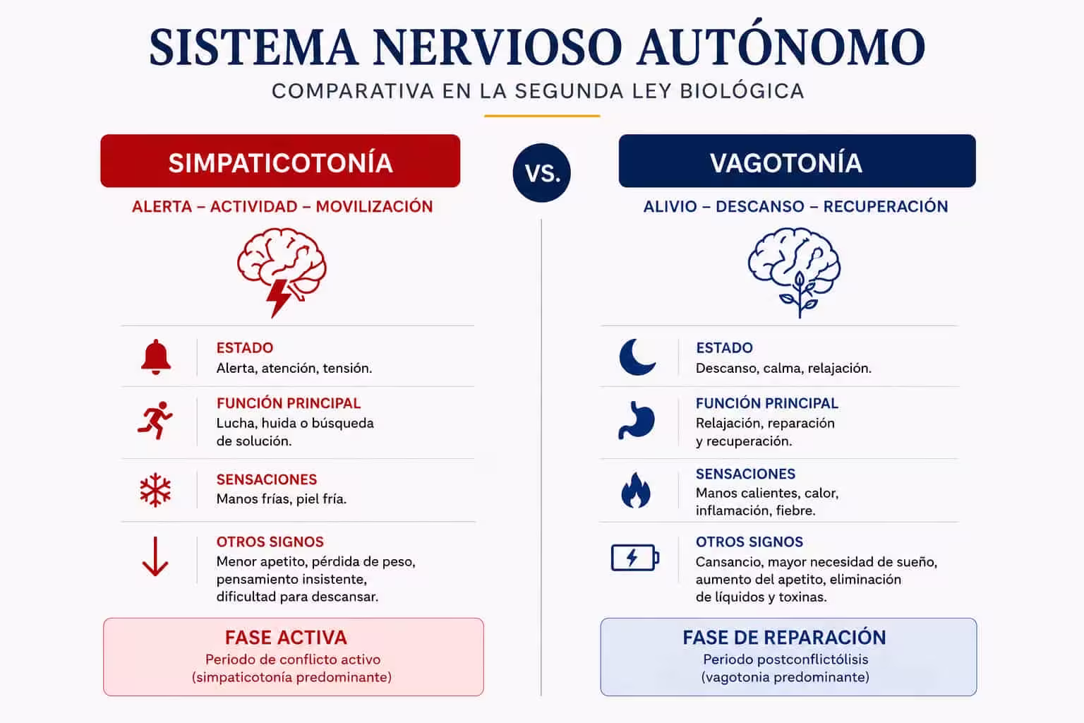 nueva-medicina-germanica-simpaticotonia-vagotonia Infografía comparativa del sistema nervioso autónomo con simpaticotonía en fase activa y vagotonía en fase de reparación.
