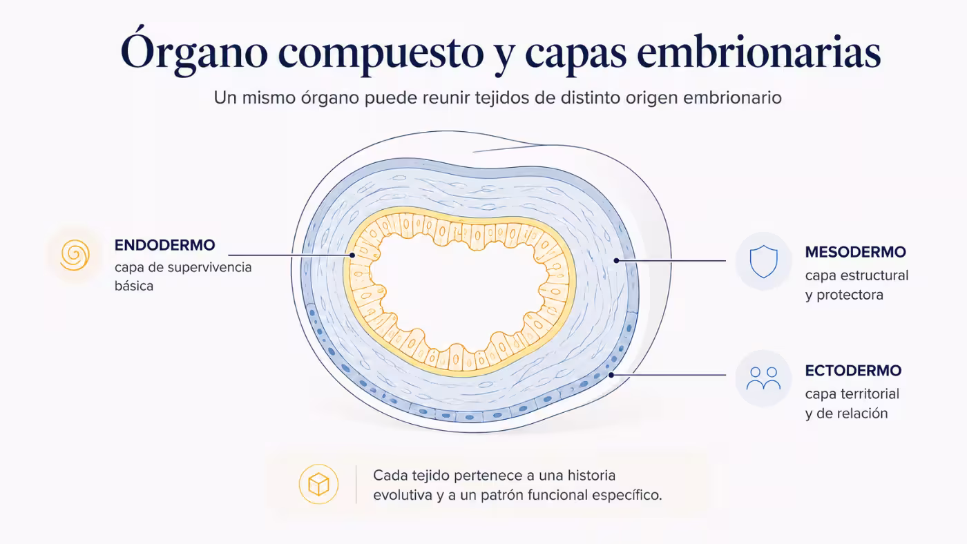 organo-compuesto-capas-embrionarias-nueva-medicina-germanica Infografía de un órgano compuesto con capas de endodermo, mesodermo y ectodermo, mostrando que un mismo órgano puede reunir tejidos de distinto origen embrionario.