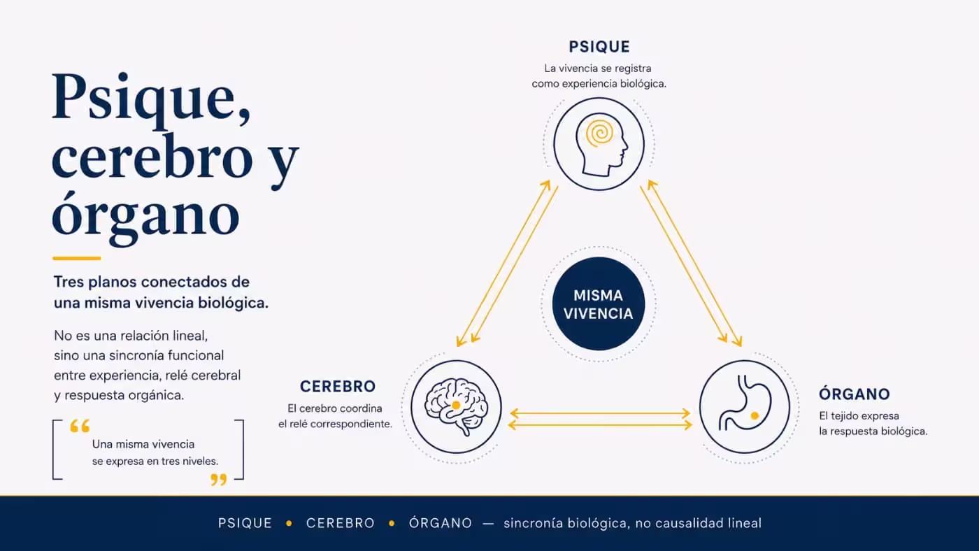 psique-cerebro-organo-primera-ley-biologica-hamer Infografía sobre psique, cerebro y órgano como tres planos conectados de una misma vivencia biológica en la Primera Ley Biológica de Hamer.