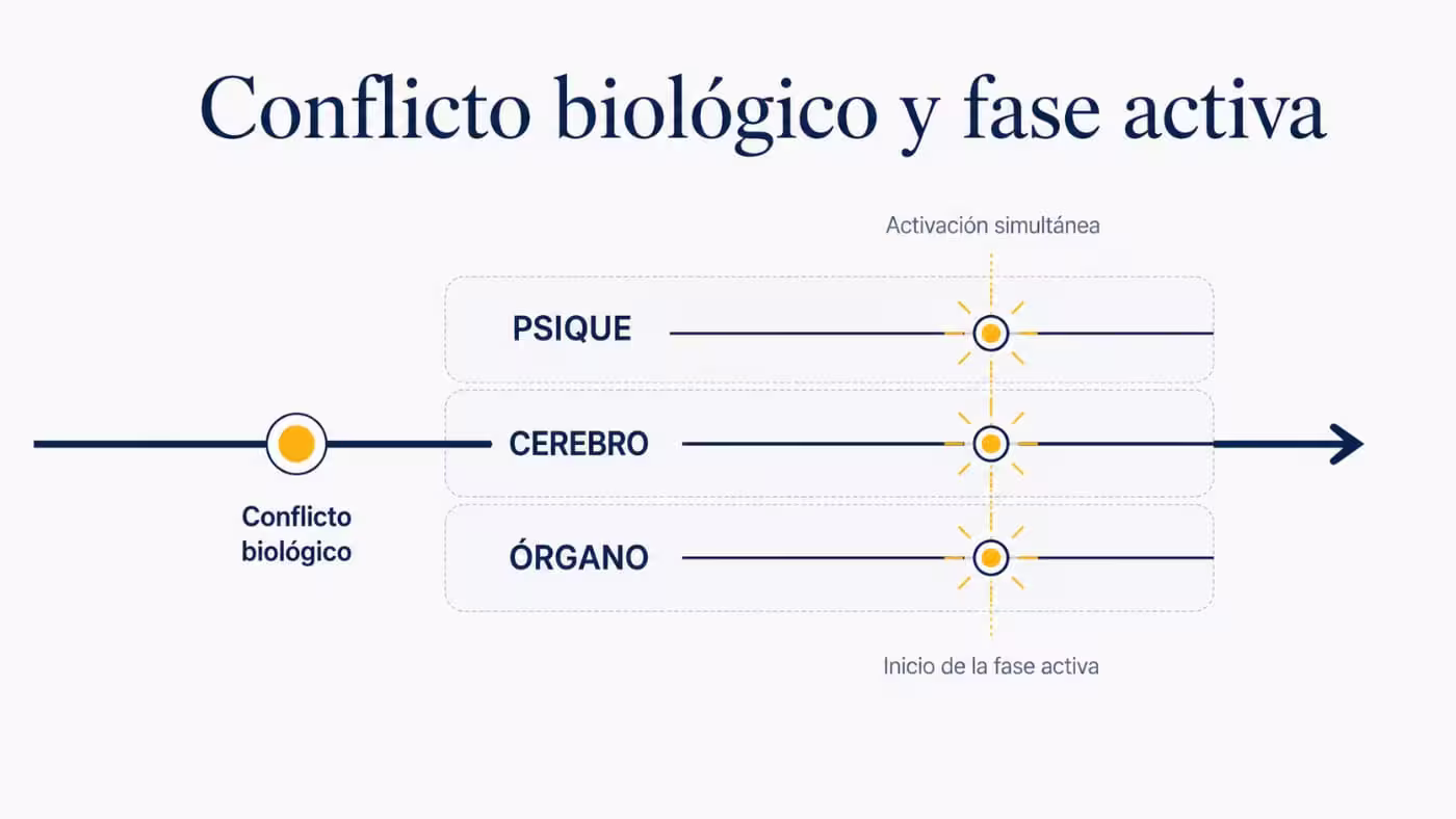 Esquema del conflicto biológico y la activación simultánea de psique, cerebro y órgano al comenzar la fase activa