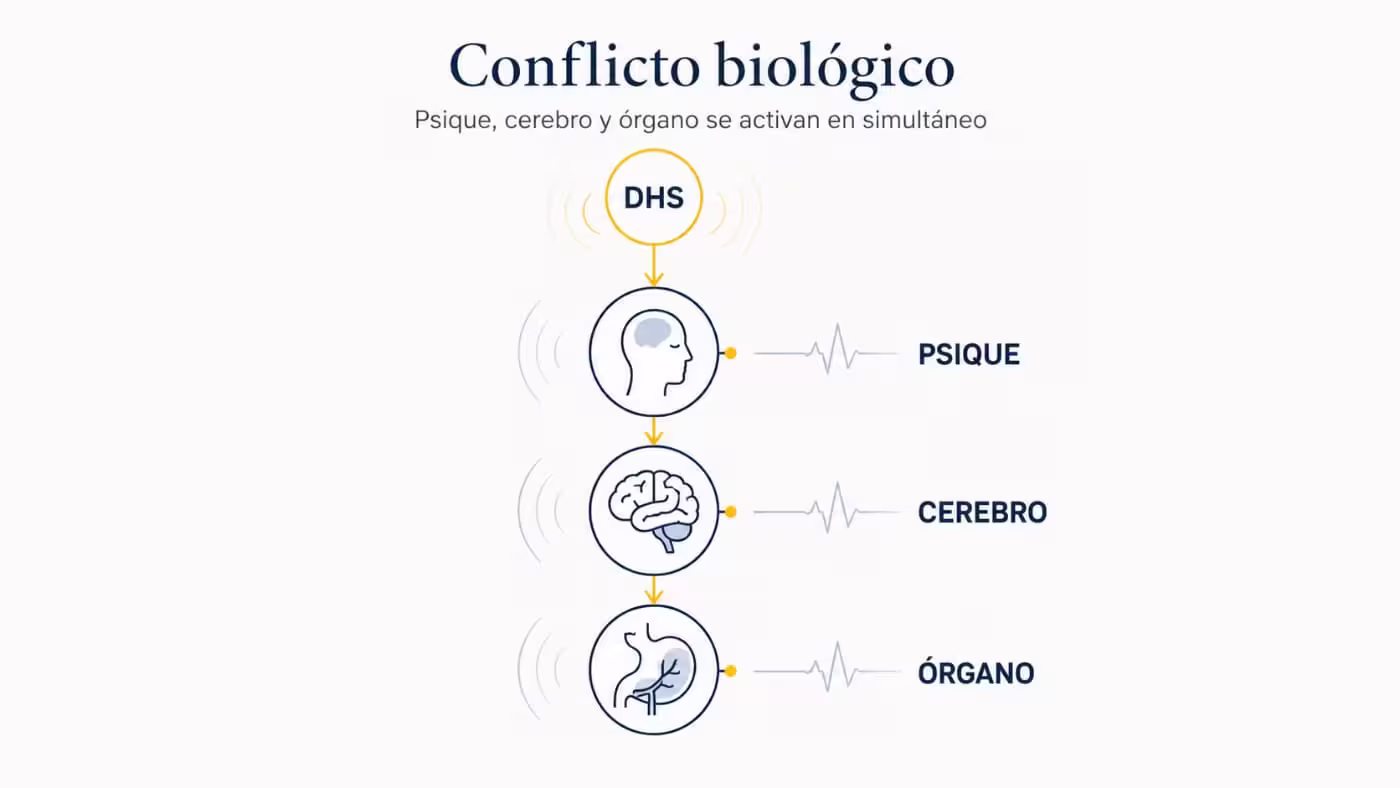 conflicto-biologico-nueva-medicina-germanica-dhs Esquema del conflicto biológico con un DHS conectado a la psique, el cerebro y un órgano, según la Nueva Medicina Germánica.