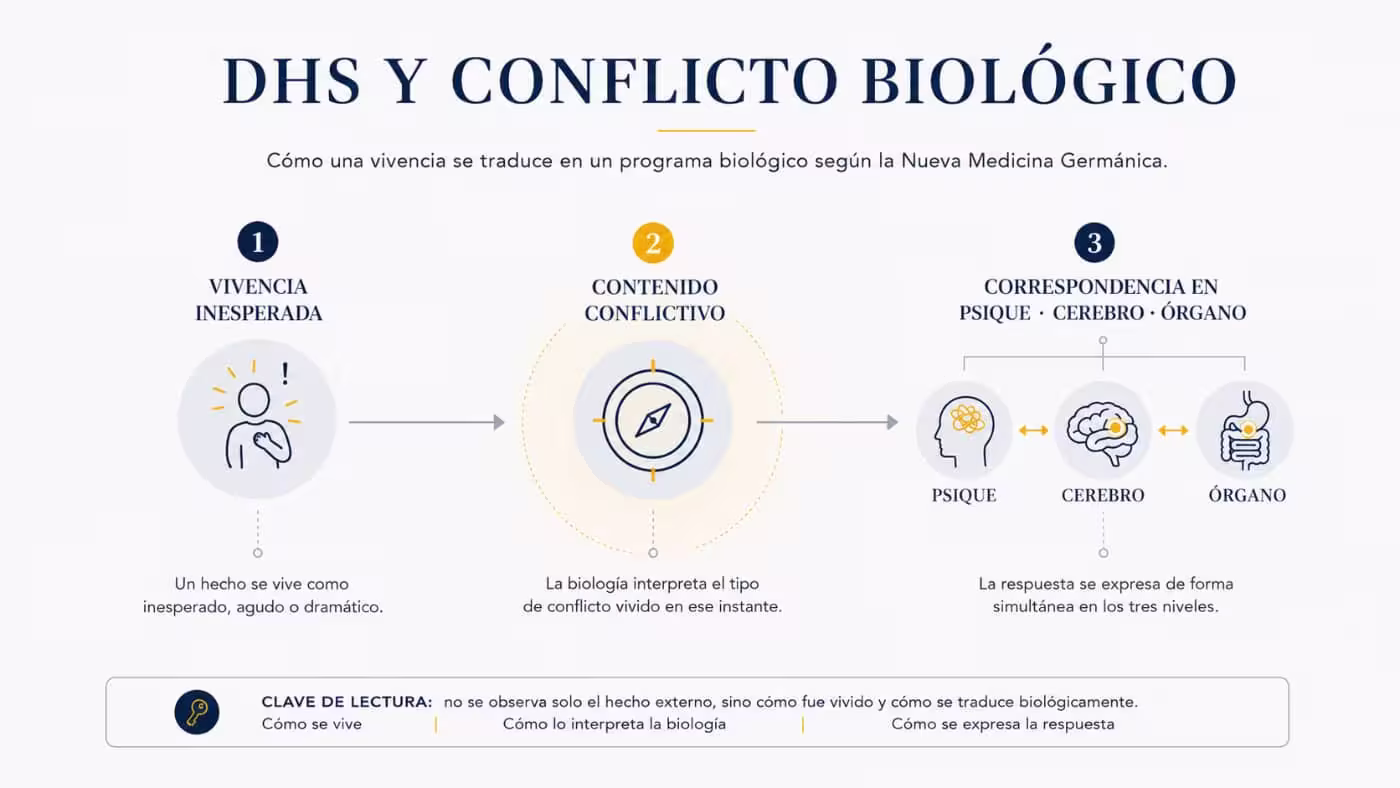 dhs-conflicto-biologico-nueva-medicina-germanica Infografía sobre el DHS y el conflicto biológico con tres etapas: vivencia inesperada, contenido conflictivo y correspondencia entre psique, cerebro y órgano