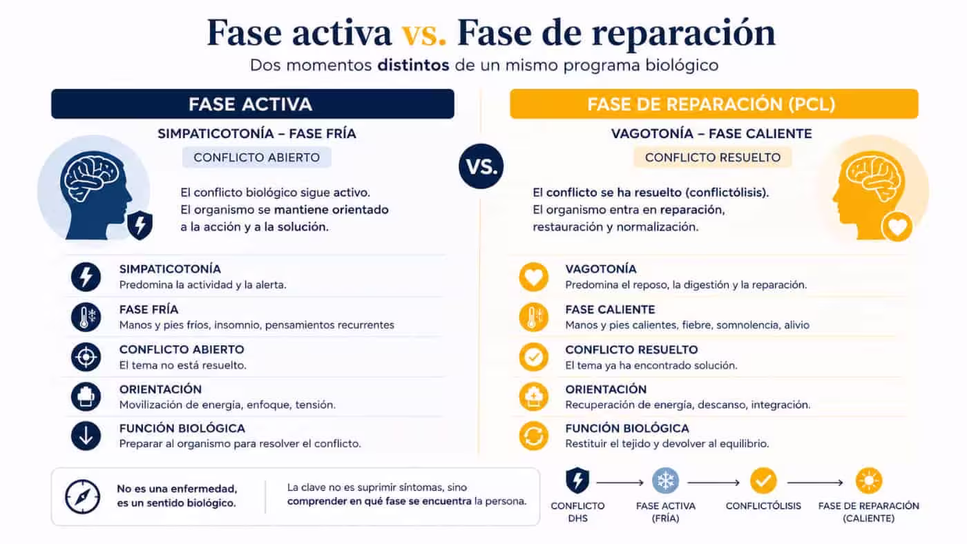 Infografía comparativa de la fase activa y la fase de reparación, con simpaticotonía, vagotonía, conflicto abierto y conflictólisis