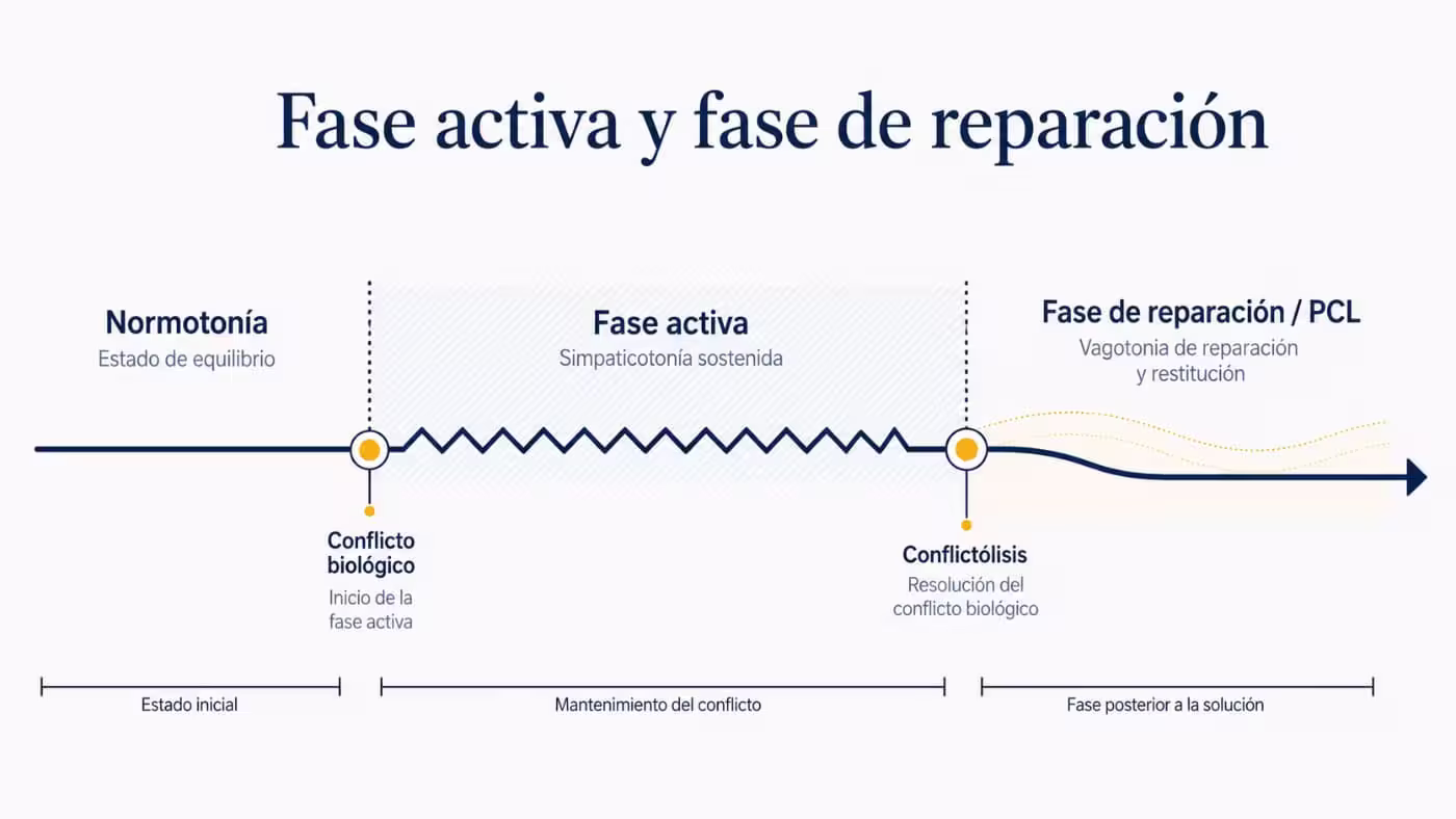 fase-activa-fase-reparacion-nueva-medicina-germanica-nmg Diagrama de normotonía, conflicto biológico, fase activa, conflictólisis y fase de reparación en la Nueva Medicina Germánica