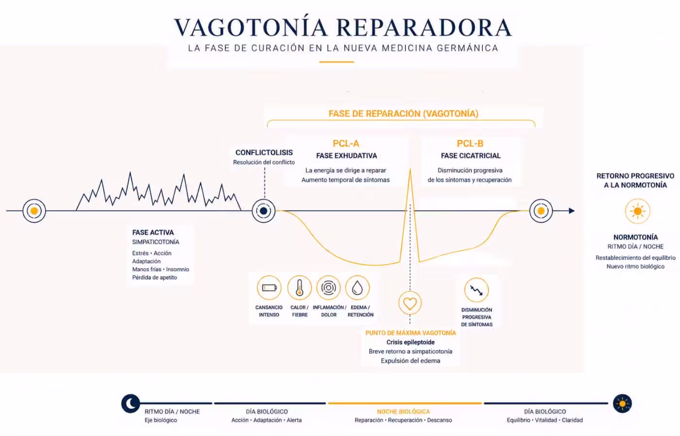 vagotonia-reparadora-nueva-medicina-germanica Infografía de la vagotonía reparadora con las fases PCL-A y PCL-B, la crisis epileptoide y el retorno a la normotonía en la Nueva Medicina Germánica.