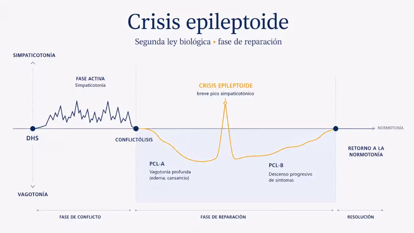 crisis-epileptoide-fase-reparacion-nueva-medicina-germanica-1 Diagrama de la crisis epileptoide con fase activa, PCL-A, pico simpaticotónico, PCL-B y retorno a la normotonía según la Nueva Medicina Germánica.