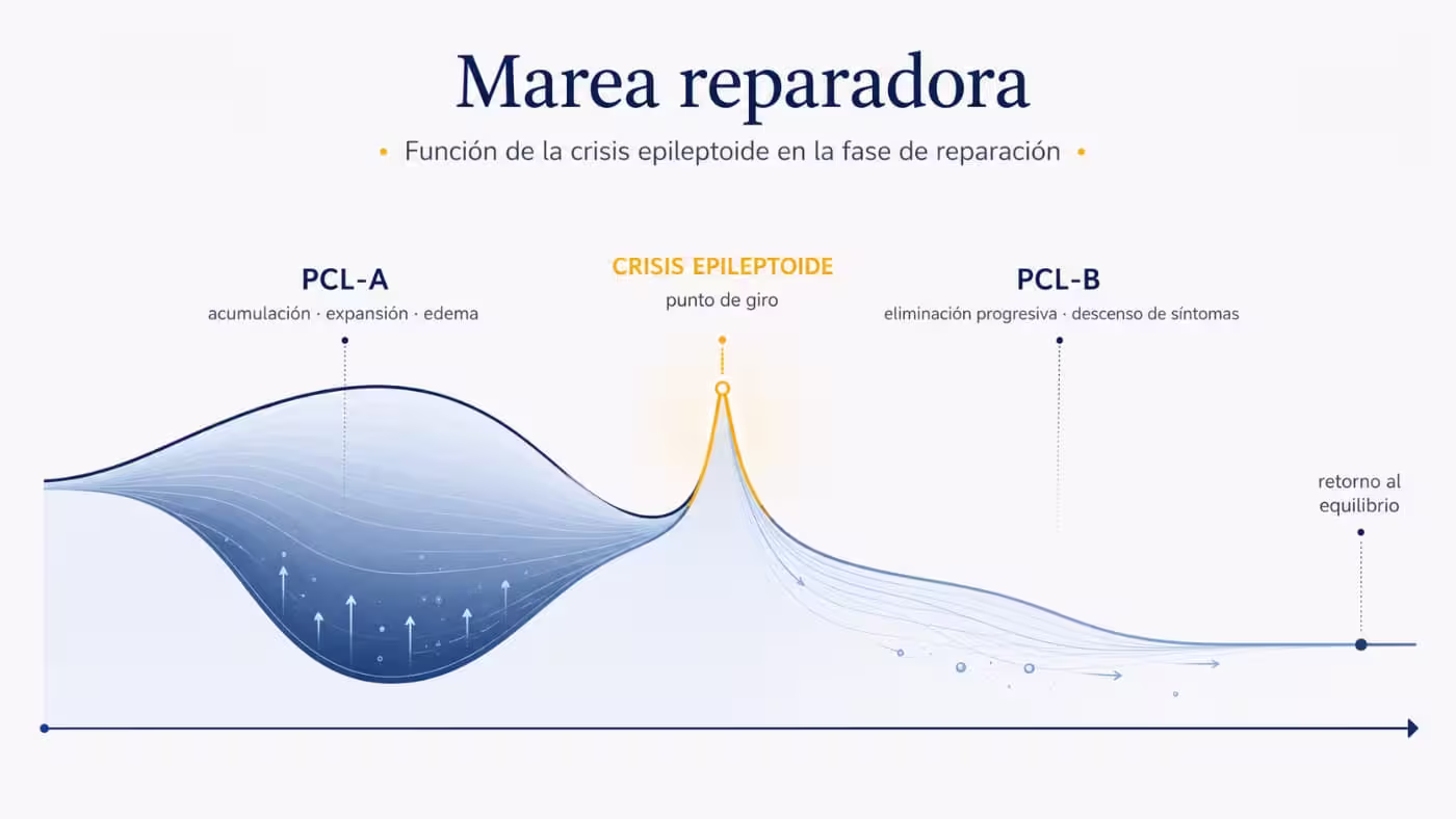 marea-reparadora-crisis-epileptoide-nueva-medicina-germanica Infografía en forma de ola con PCL-A, crisis epileptoide, PCL-B y retorno al equilibrio durante la fase de reparación según la Nueva Medicina Germánica.
