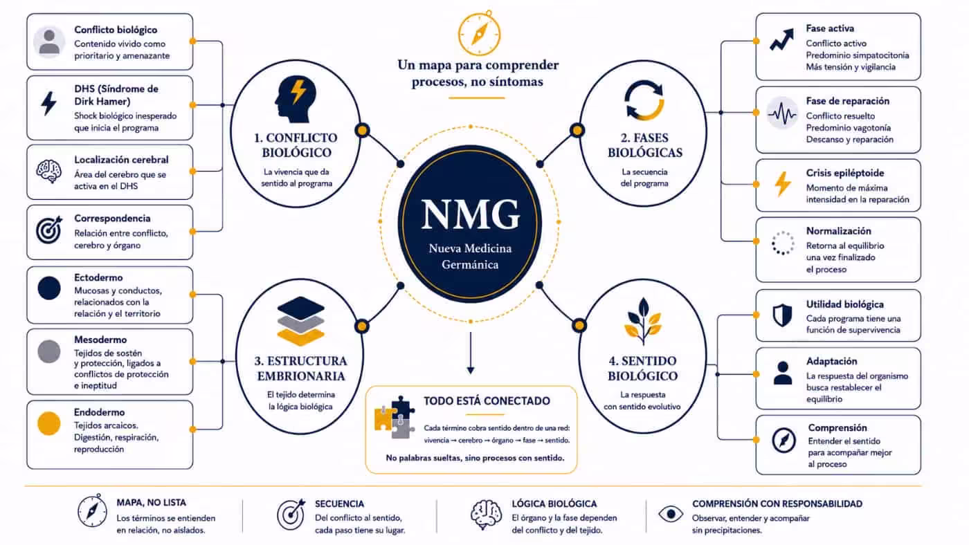 nueva-medicina-germanica-diccionario-mapa-conceptos Infografía del diccionario de Nueva Medicina Germánica con cuatro bloques: conflicto biológico, fases biológicas, estructura embrionaria y sentido biológico.