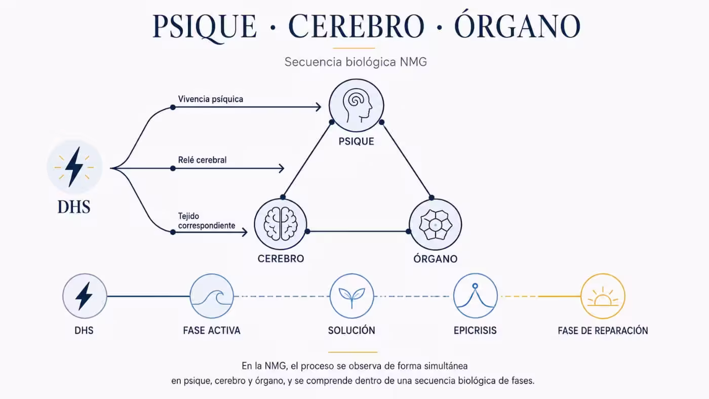 nueva-medicina-germanica-psique-cerebro-organo Diagrama de la Nueva Medicina Germánica que relaciona el DHS con psique, cerebro y órgano, y muestra las fases activa, solución, epicrisis y reparación.