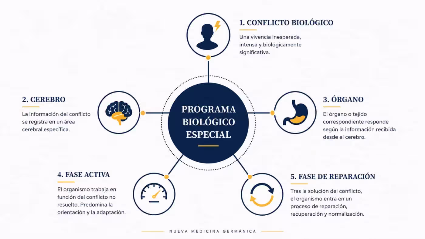 Infografía sobre un programa biológico especial en la Nueva Medicina Germánica, con conflicto biológico, cerebro, órgano, fase activa y fase de reparación.